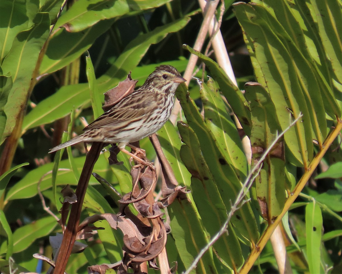 Savannah Sparrow - ML215198101