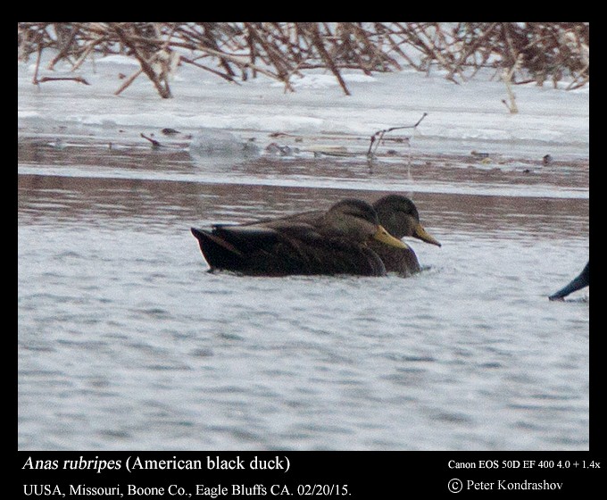American Black Duck - ML215199261