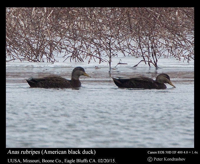 American Black Duck - Peter Kondrashov