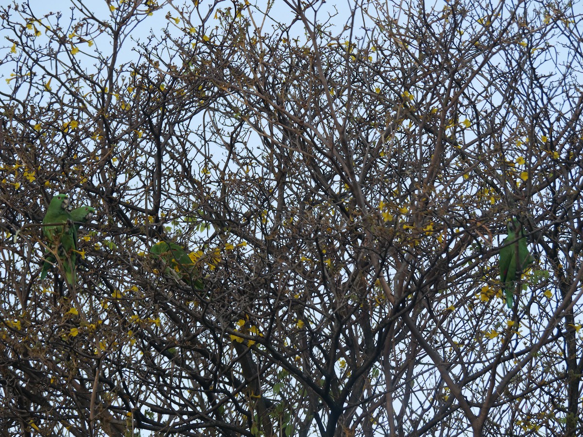 Yellow-naped Parrot - ML215200421