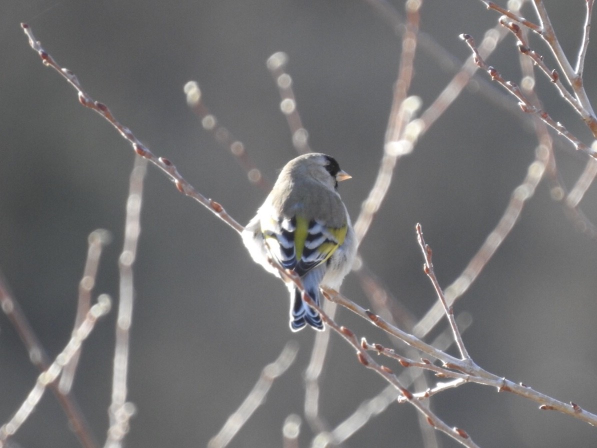 Lawrence's Goldfinch - ML215201601