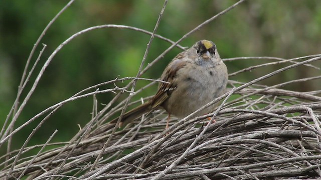 Golden-crowned Sparrow - ML215201751
