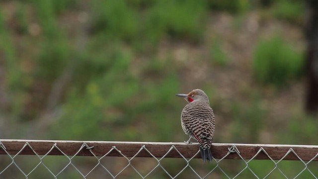 Northern Flicker (Red-shafted) - ML215201761