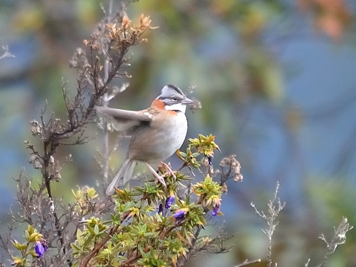 Rufous-collared Sparrow - Hideko Helena Okita