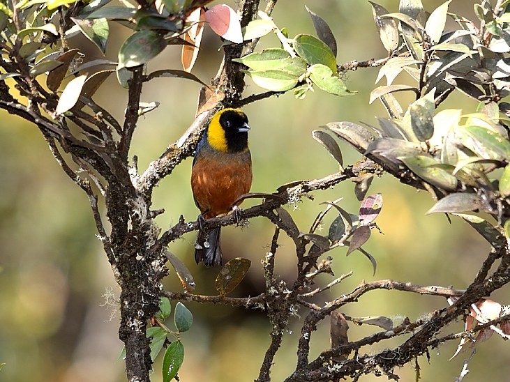 Golden-collared Tanager - ML215206361