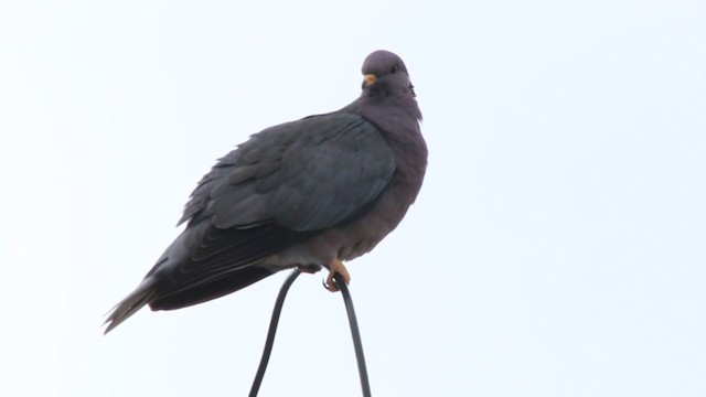 Band-tailed Pigeon - ML215206611