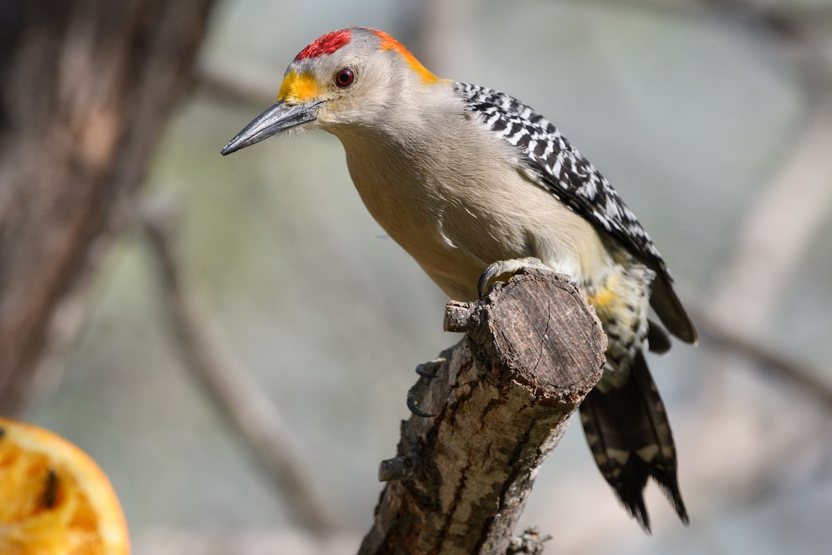 Golden-fronted Woodpecker - ML215206901