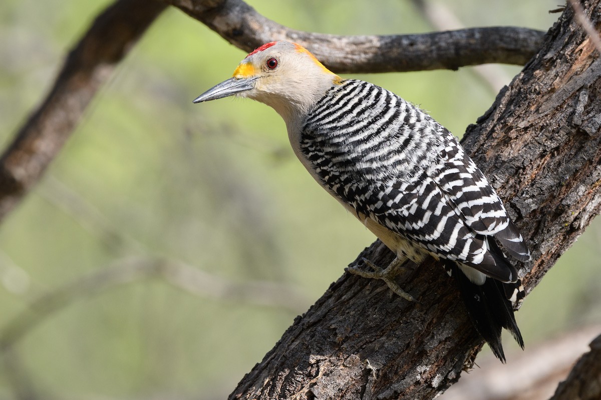 Golden-fronted Woodpecker - ML215206911