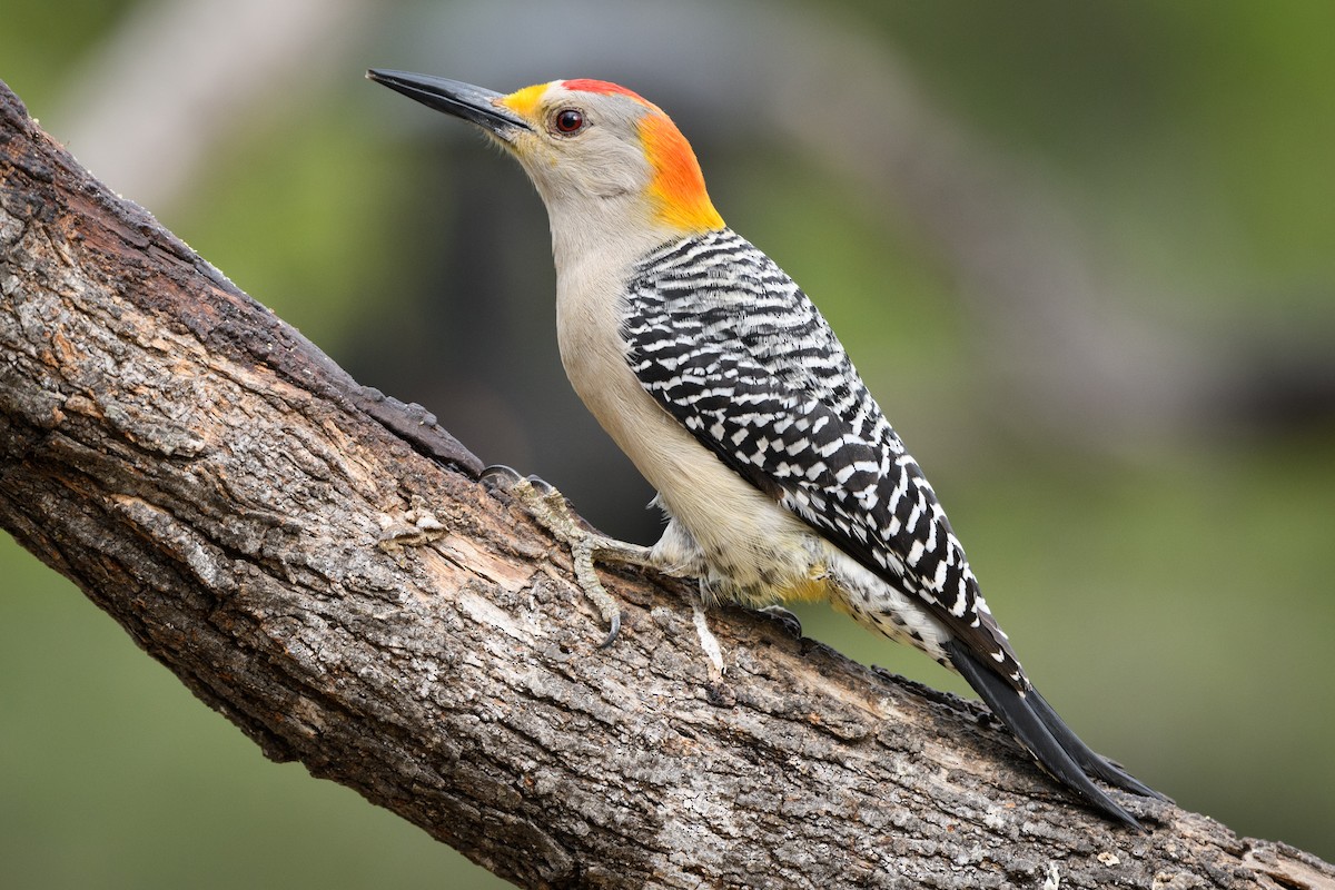 Golden-fronted Woodpecker - Darren Clark