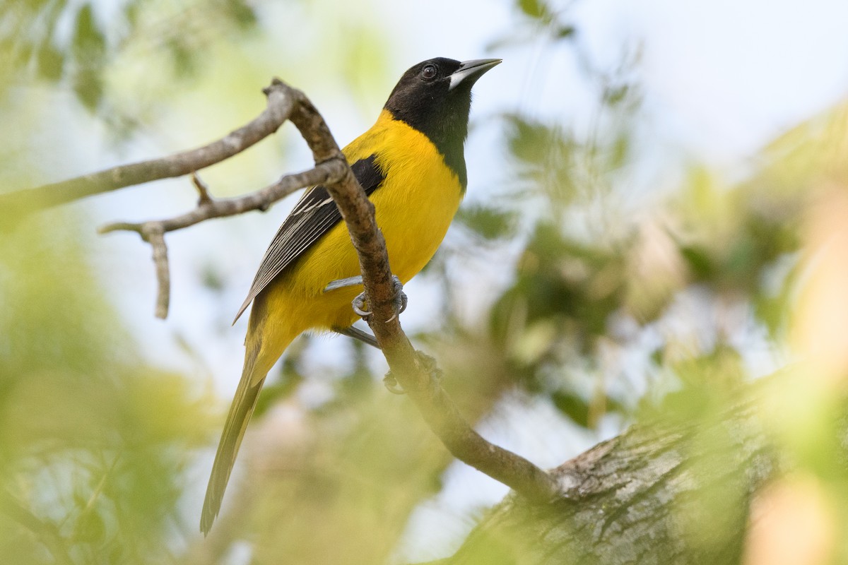 Audubon's Oriole - Darren Clark