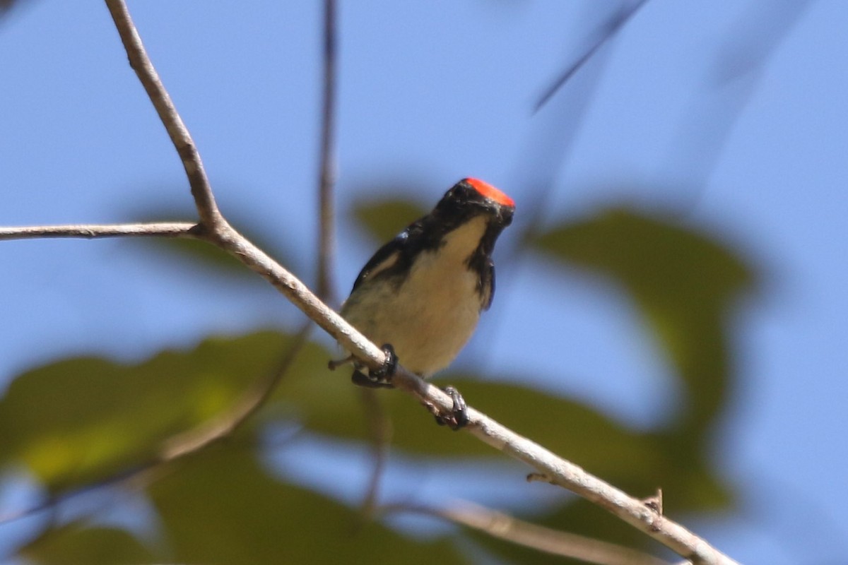Scarlet-backed Flowerpecker - ML215212661