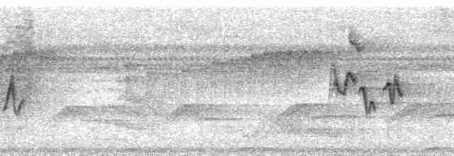 Віреончик білочеревий (підвид decurtata/darienensis) - ML215213