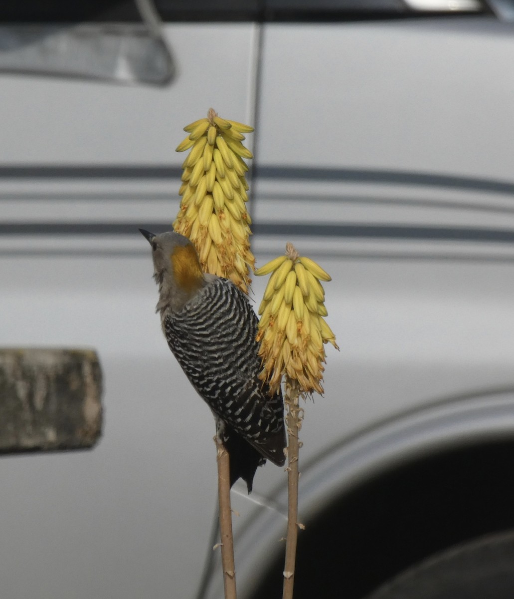 Golden-fronted Woodpecker - ML215213261