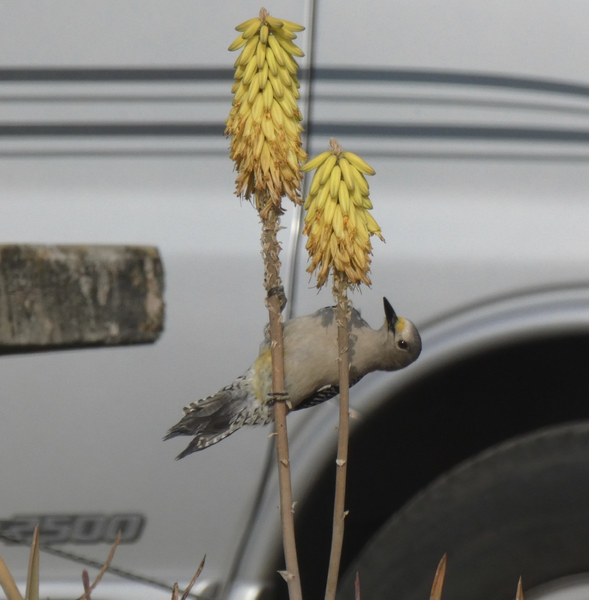Golden-fronted Woodpecker - ML215213271