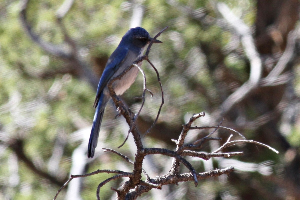 Woodhouse's Scrub-Jay - Ginger Spinelli