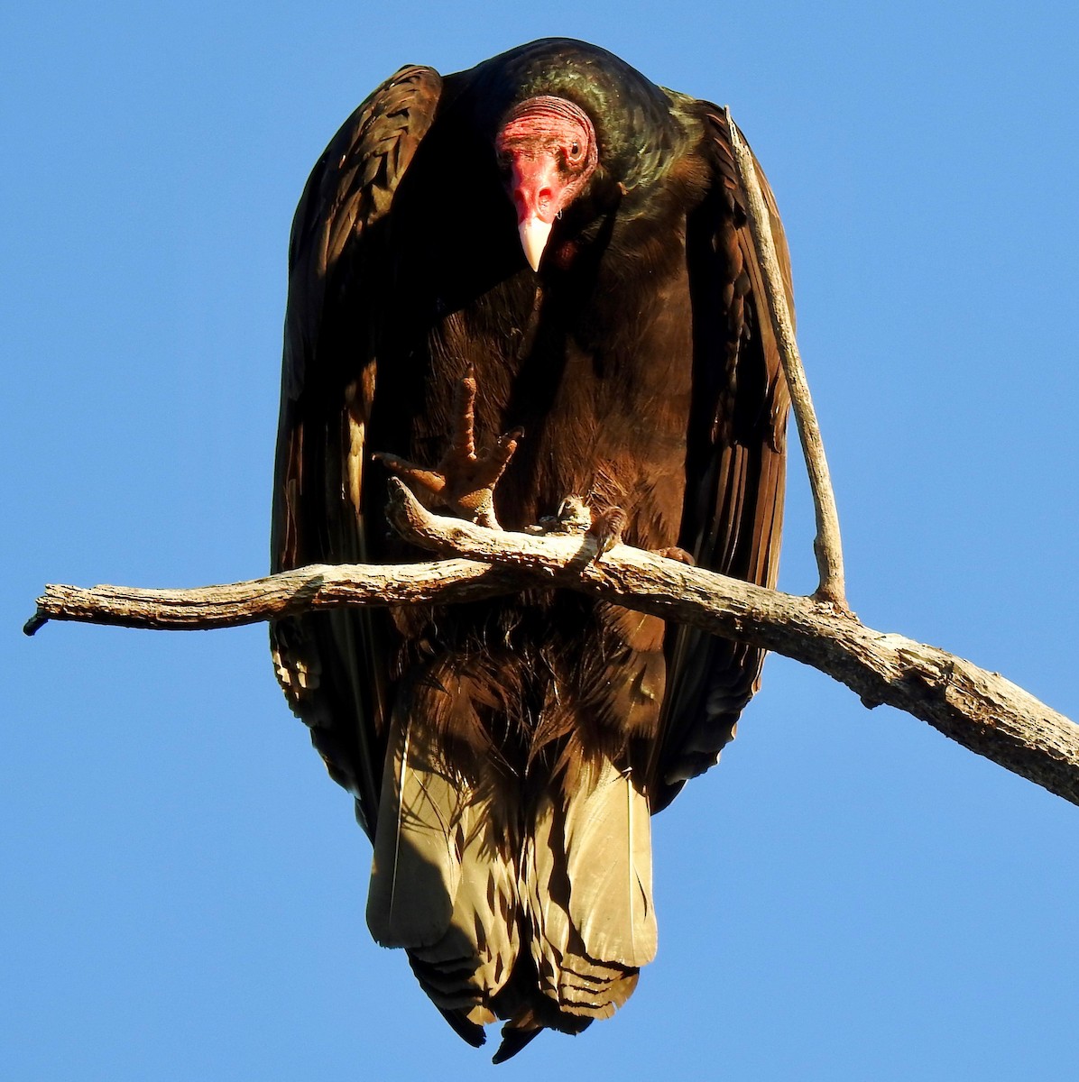 Turkey Vulture - Ron Pozzi