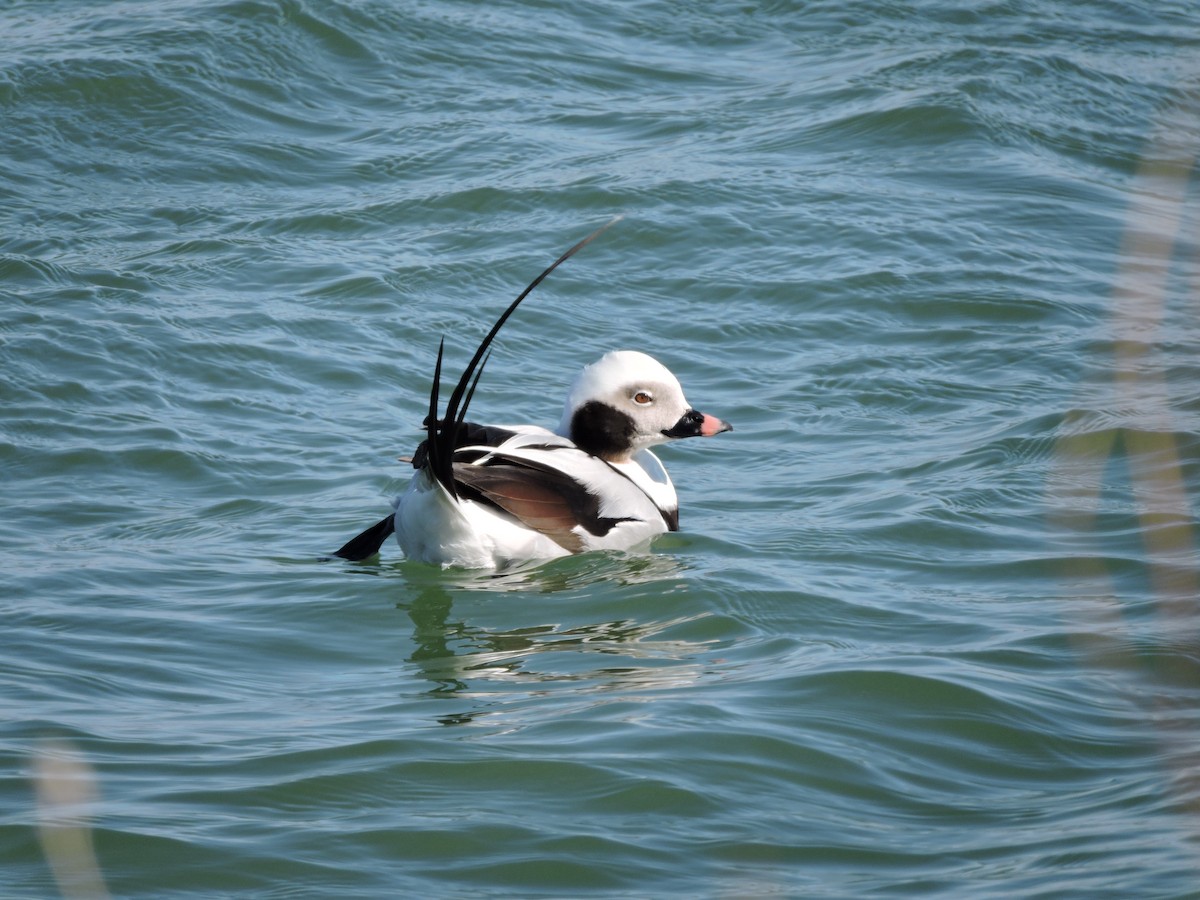 Long-tailed Duck - Melody Walsh