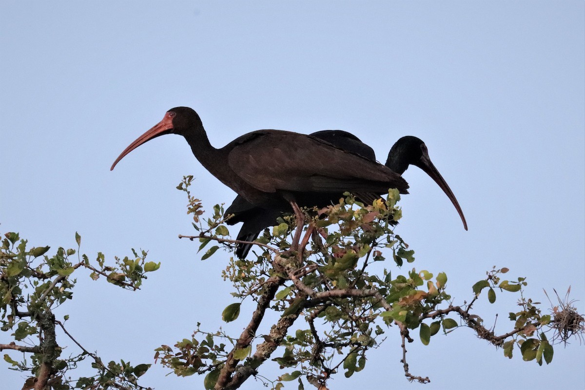 ibis tmavý - ML215220761