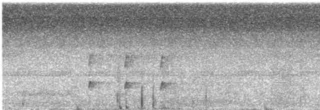 Uzun Taçlı Tiran - ML215221431