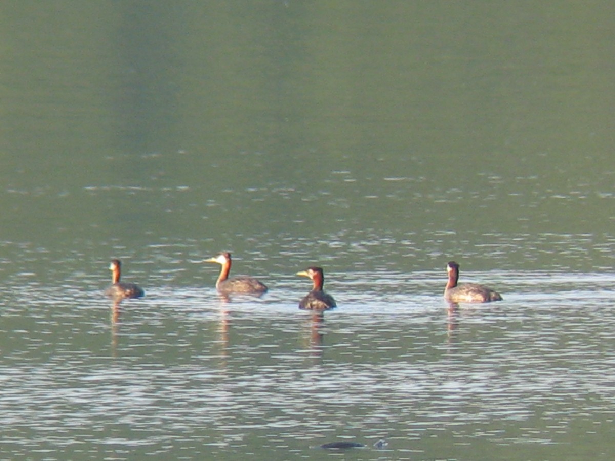 Red-necked Grebe - ML21522271