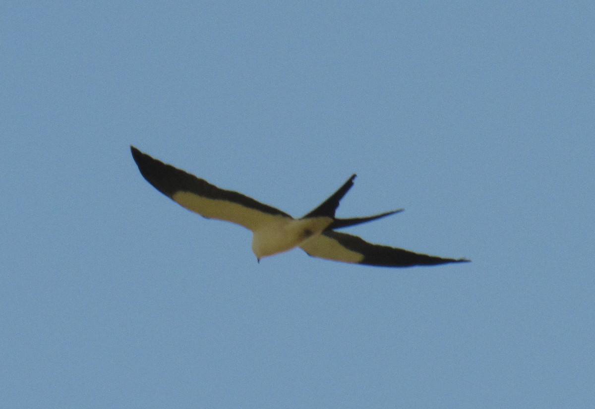 Swallow-tailed Kite - ML215225541