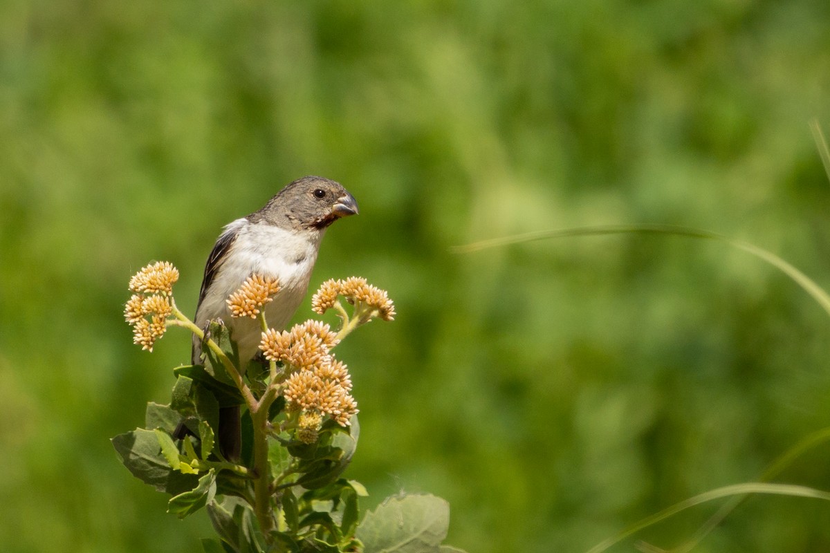 Chestnut-throated Seedeater - ML215226911