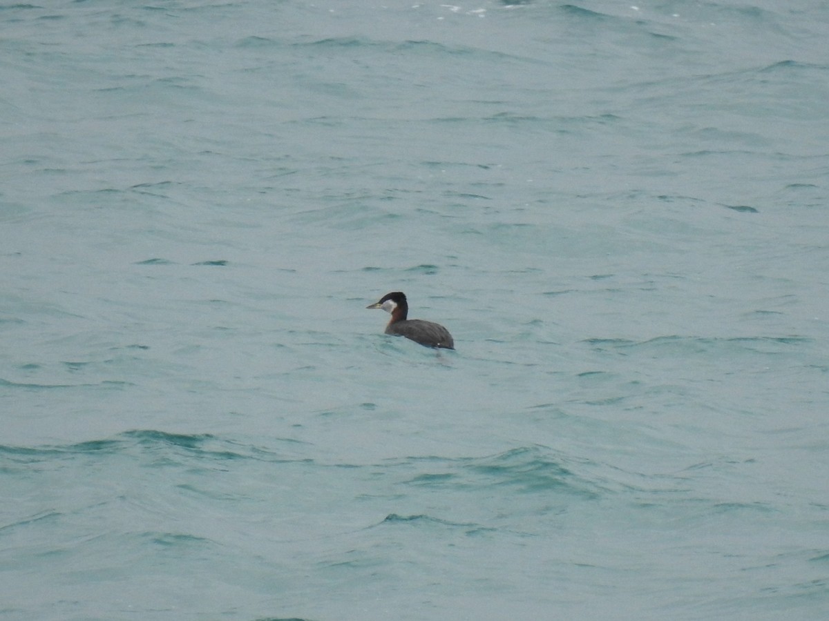 Red-necked Grebe - ML215228181