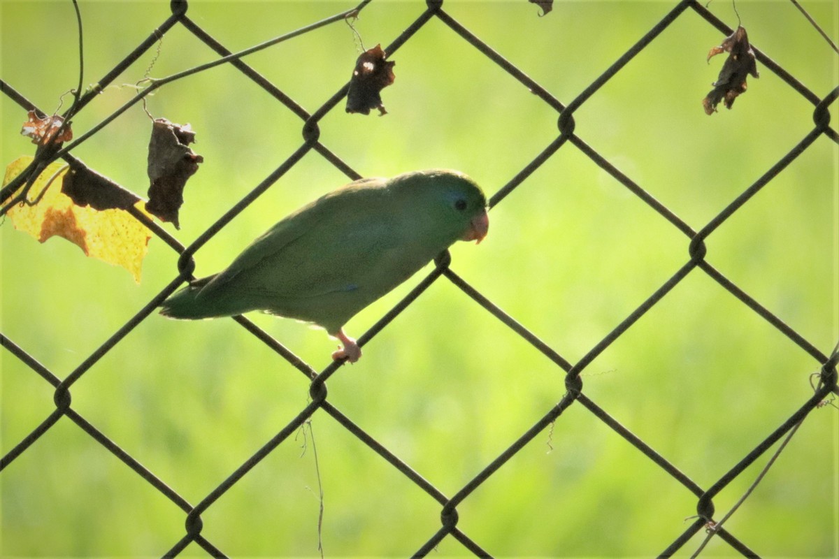 Очковый воробьиный попугайчик - ML215229471