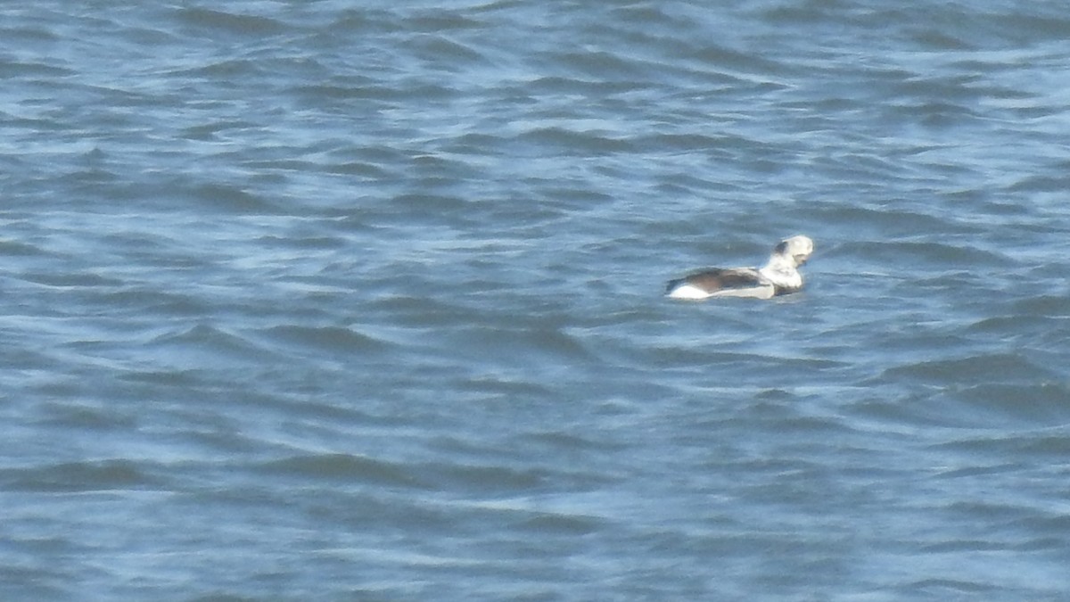 Long-tailed Duck - ML215233981