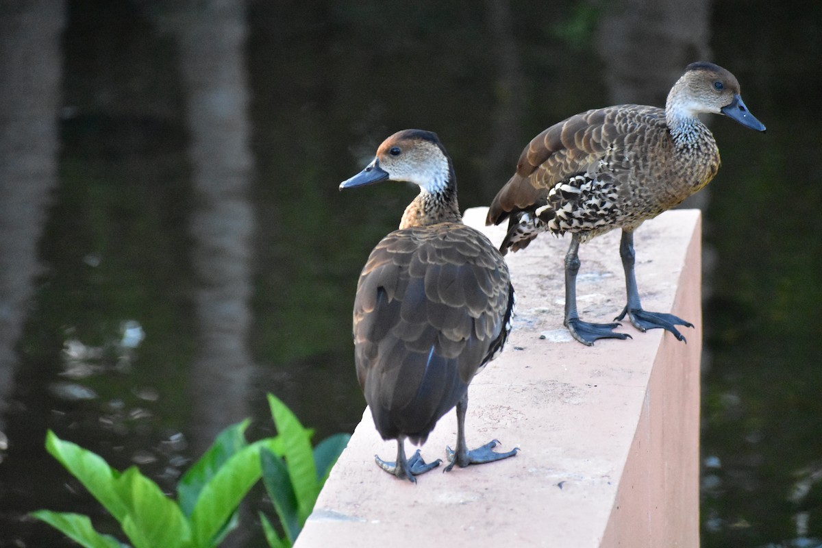 West Indian Whistling-Duck - Rebecca Maier