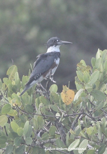 Belted Kingfisher - ML21523981