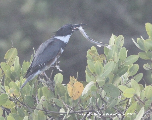 Belted Kingfisher - ML21524031
