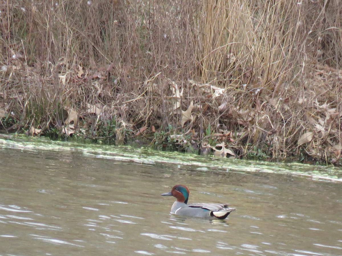 Green-winged Teal - ML215242551