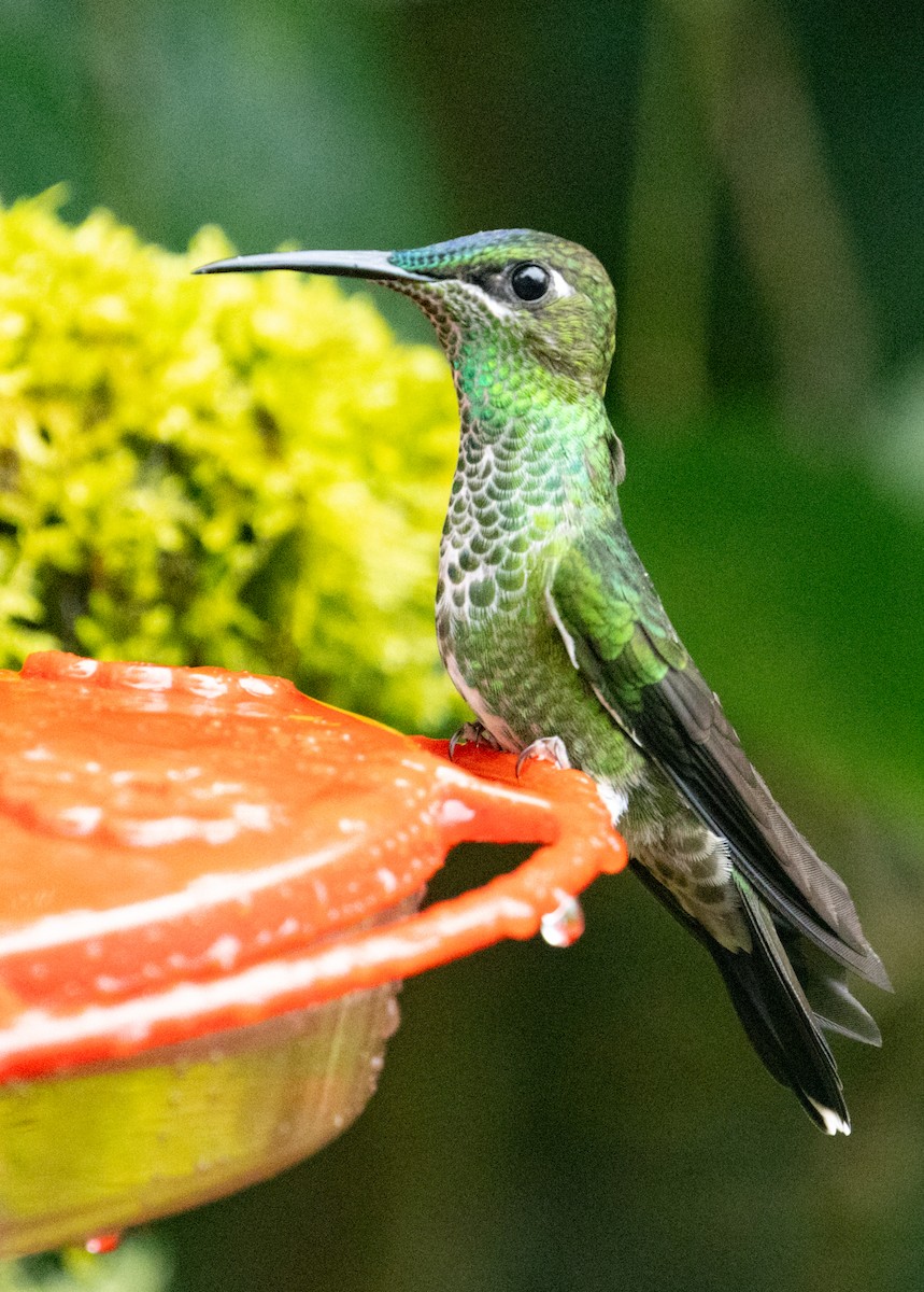 kolibřík fialovočelý - ML215243721