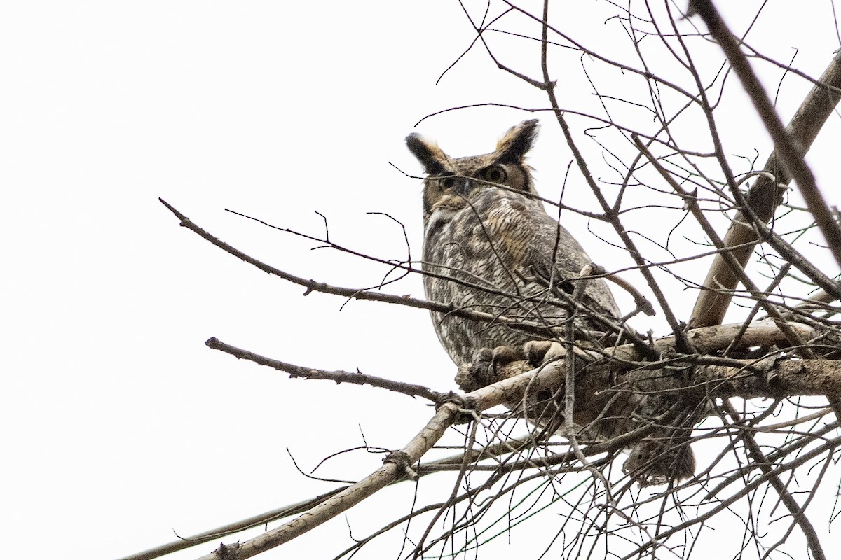 Great Horned Owl - Jared Keyes
