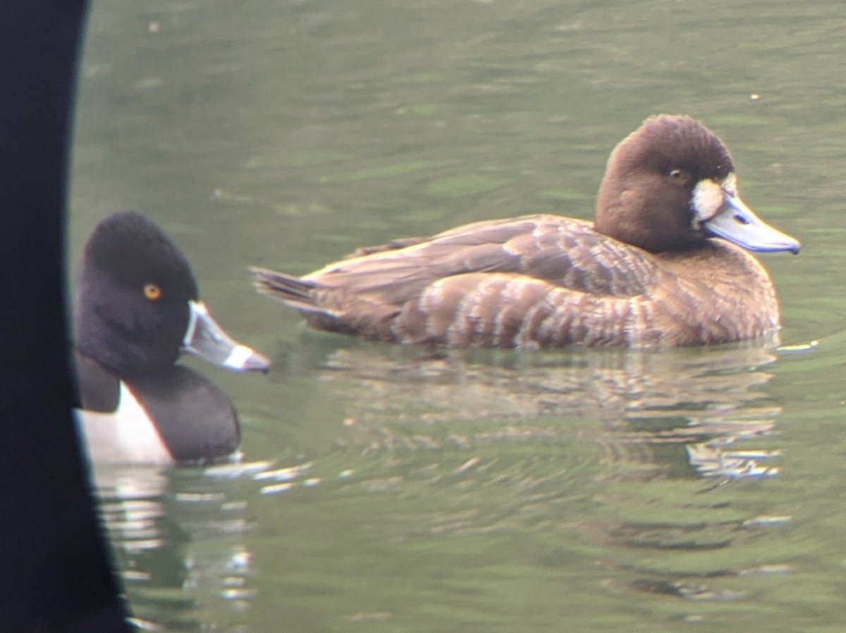 Greater Scaup - Brian Turner