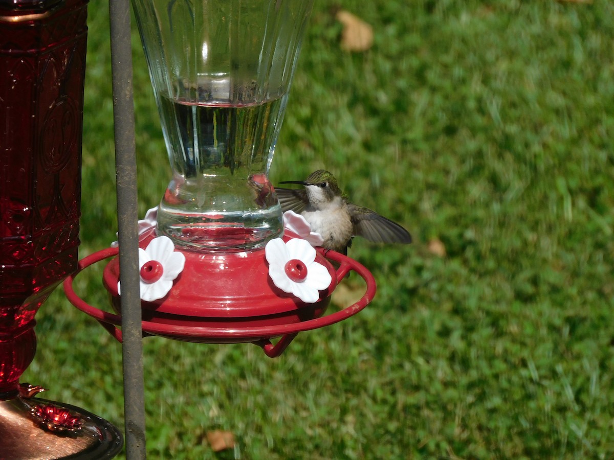 Ruby-throated Hummingbird - ML215255361