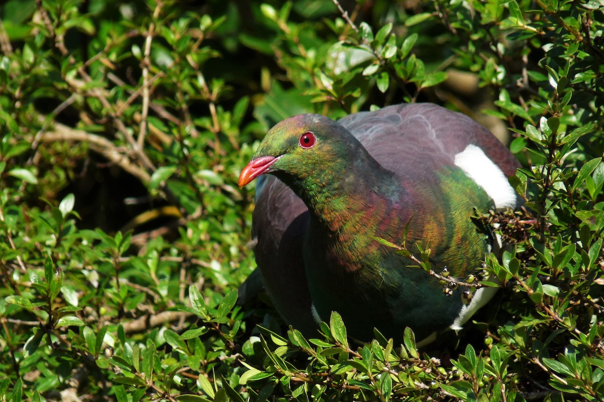New Zealand Pigeon - ML215256401