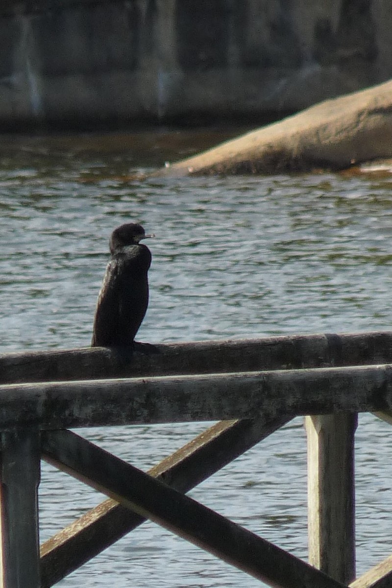 Little Pied Cormorant - Anonymous