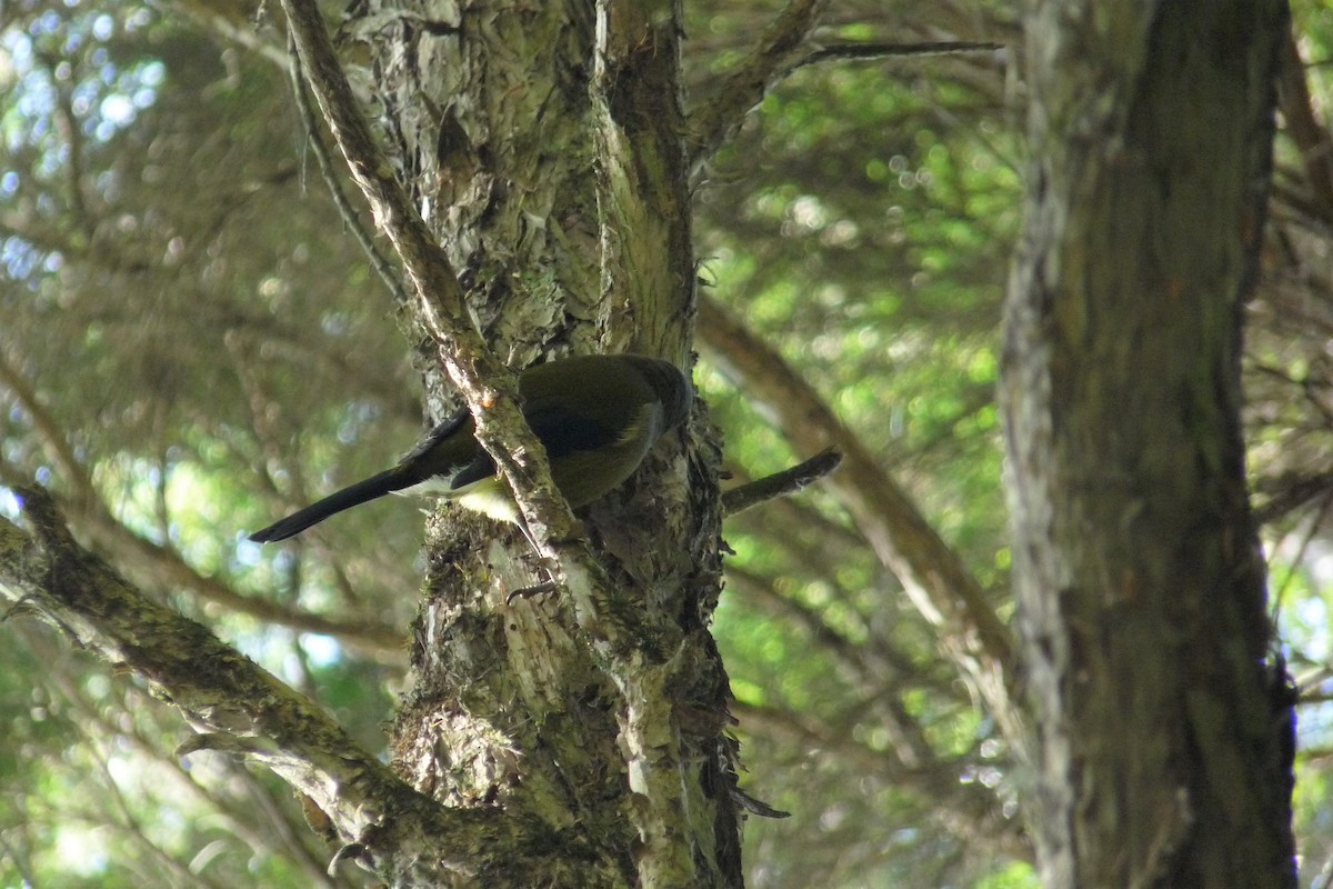 New Zealand Bellbird - Anonymous