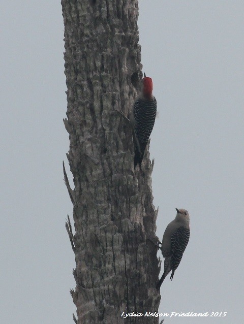 Red-bellied Woodpecker - Lydia Friedland