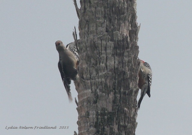 Red-bellied Woodpecker - ML21525761