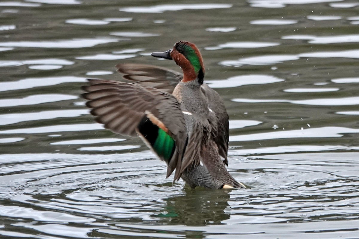 Green-winged Teal - ML215260451
