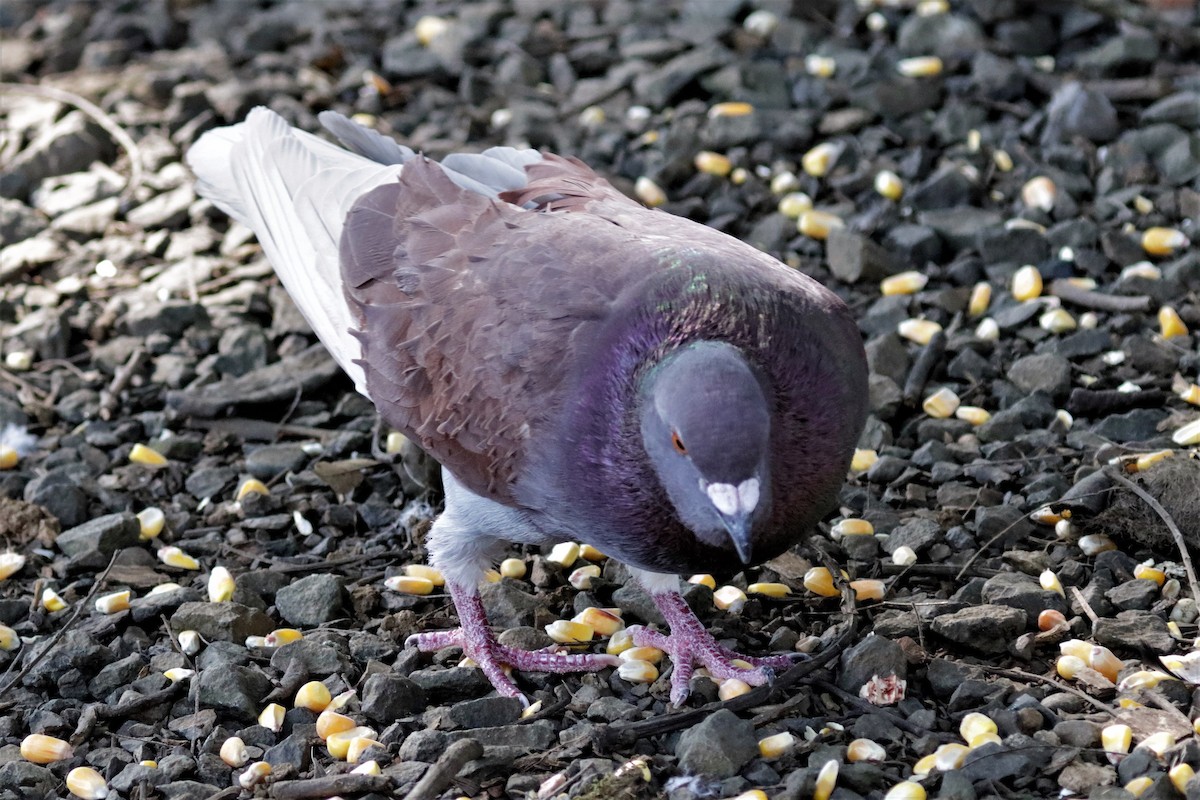 Pigeon biset (forme domestique) - ML215261831