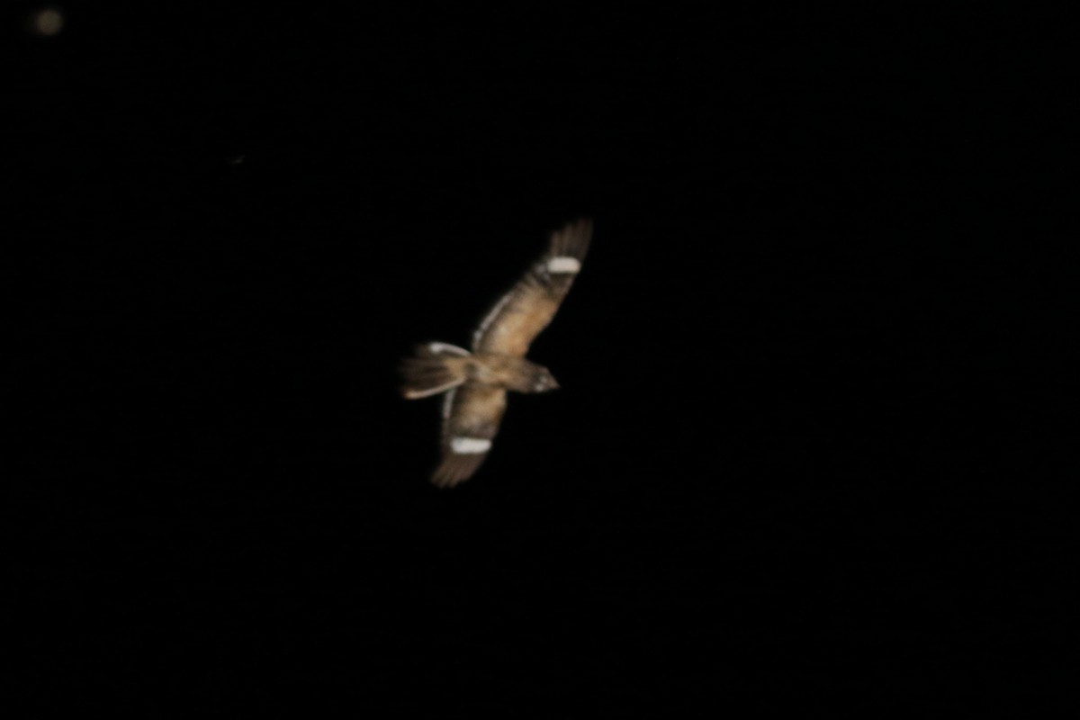 Slender-tailed Nightjar - Michael O'Brien