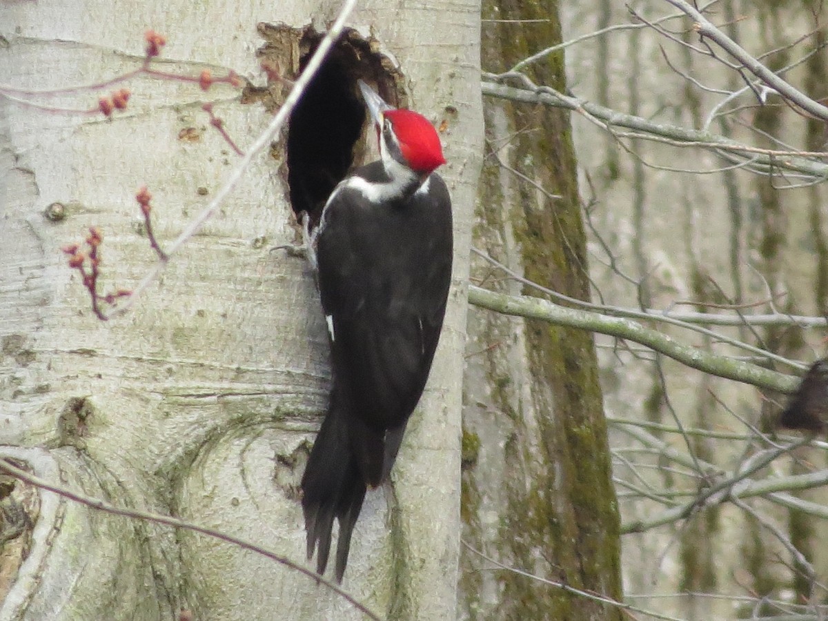 Pileated Woodpecker - Ethan Maynard