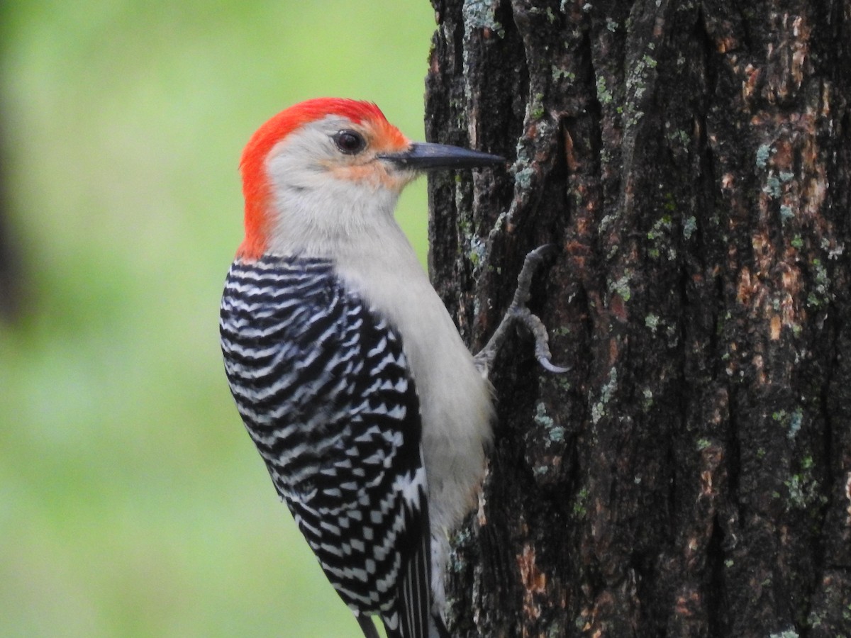 Red-bellied Woodpecker - Kevin Long