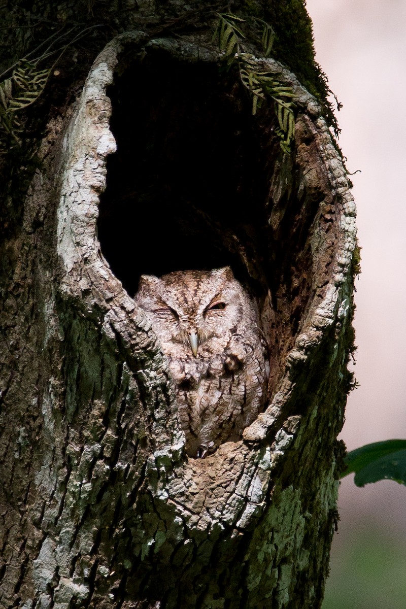 Eastern Screech-Owl - Atlee Hargis