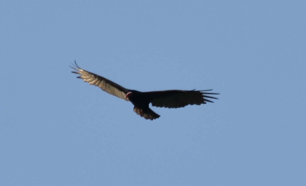 Turkey Vulture - ML215271801