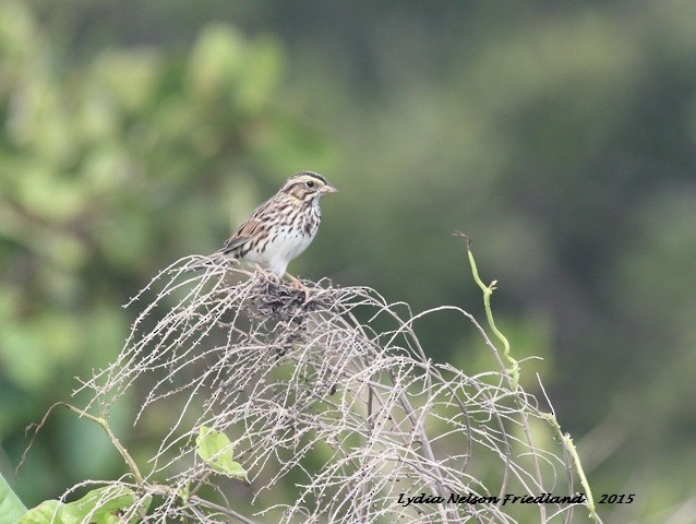 Savannah Sparrow - ML21527181